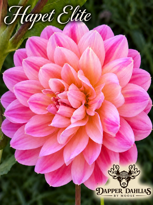 Hapet Elite dahlia bloom with pale pink and peach petals streaked with magenta, against green foliage, with the variety name and Dapper Dahlias by Moose logo.