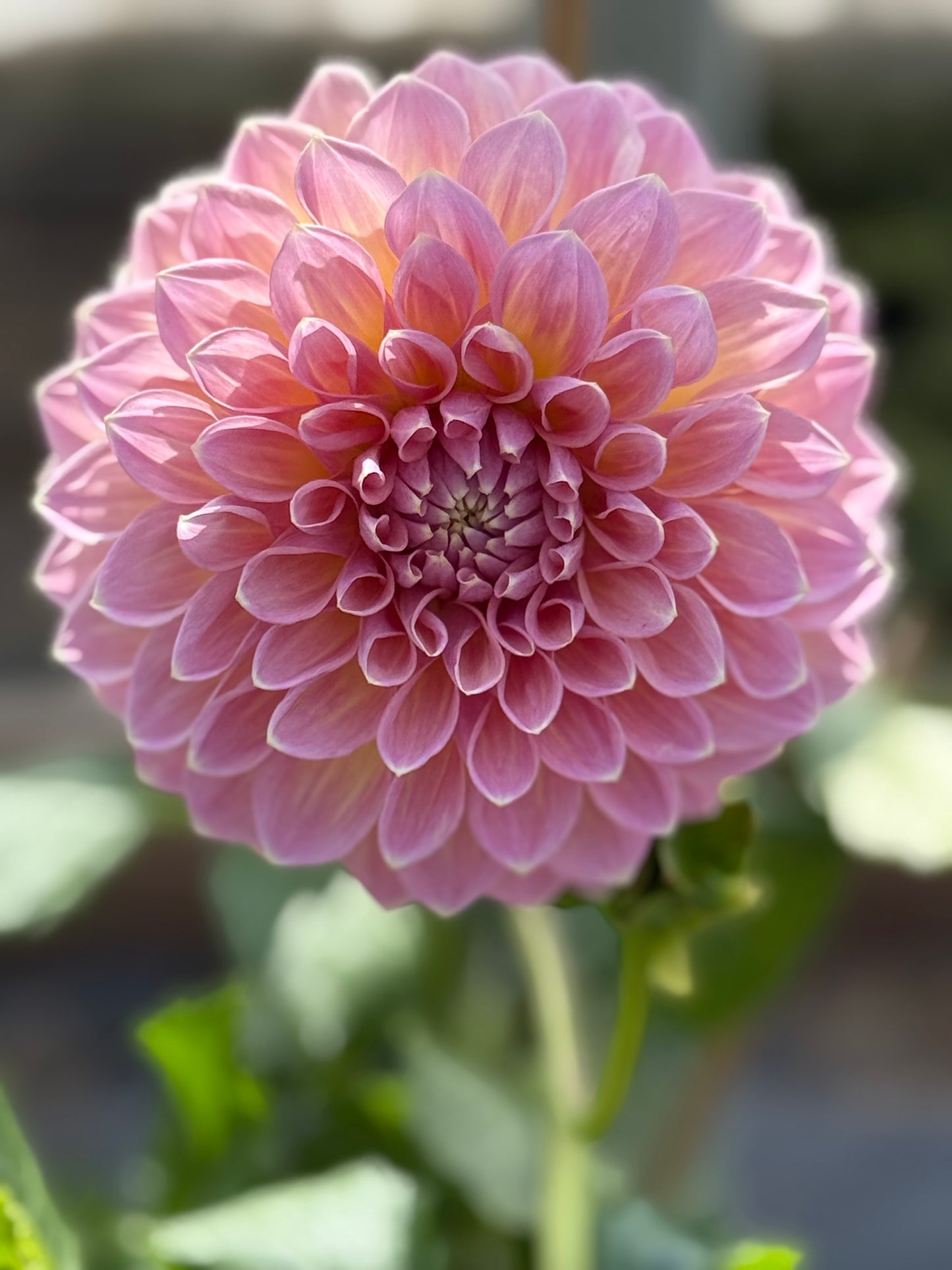 Castle Drive Rooted Cuttings