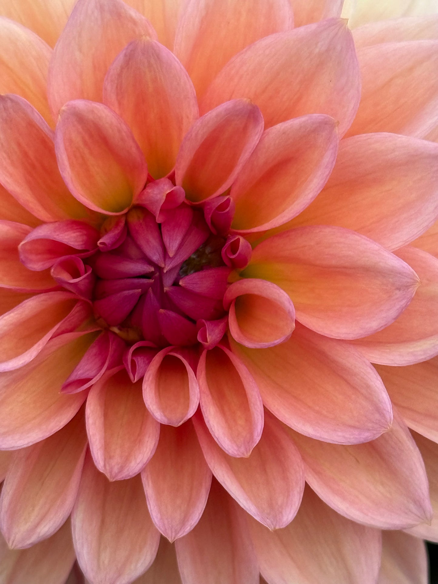 Echo Jose Rooted Cuttings