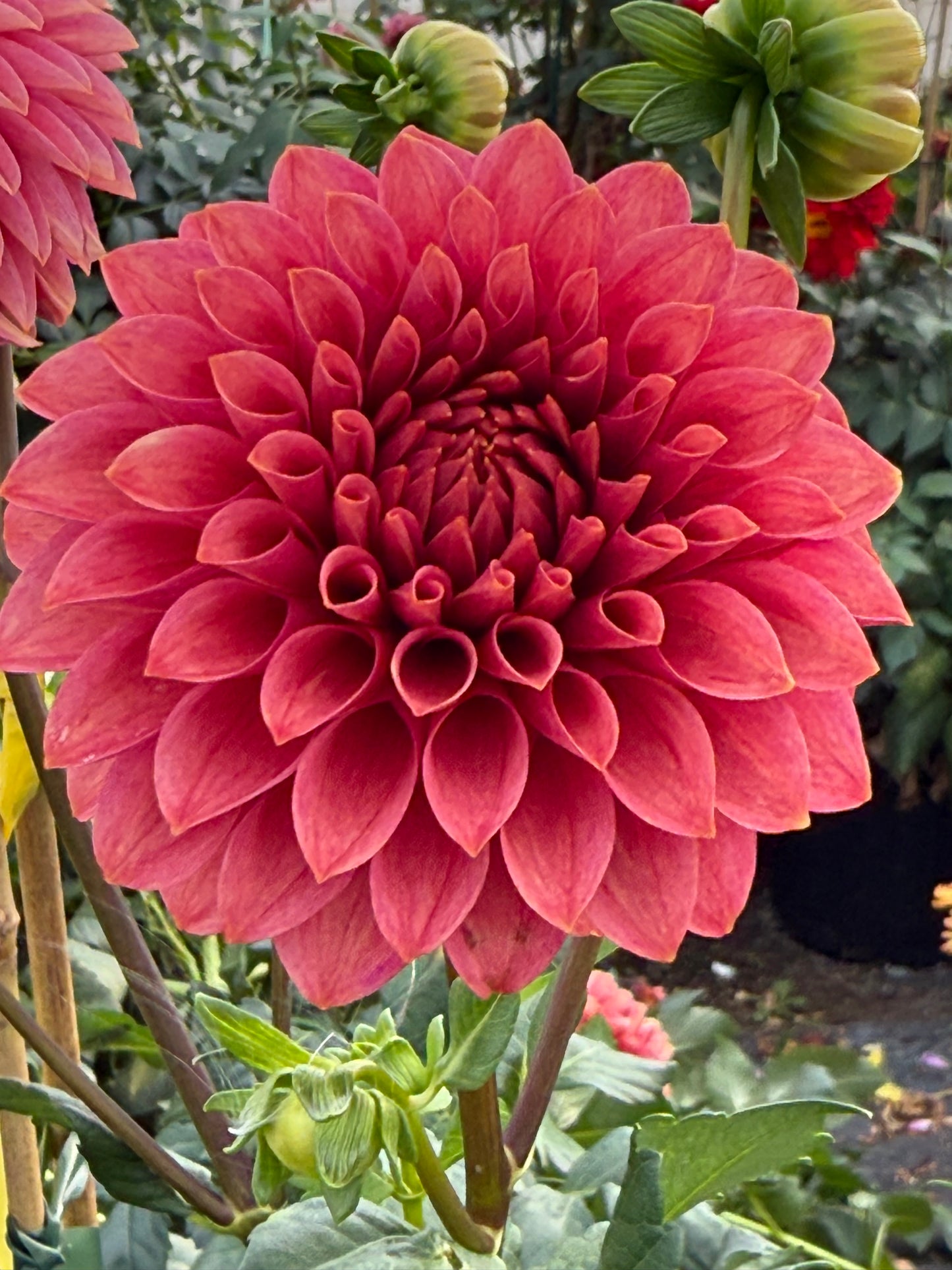 KA’s® Rosie Jo Rooted Cuttings