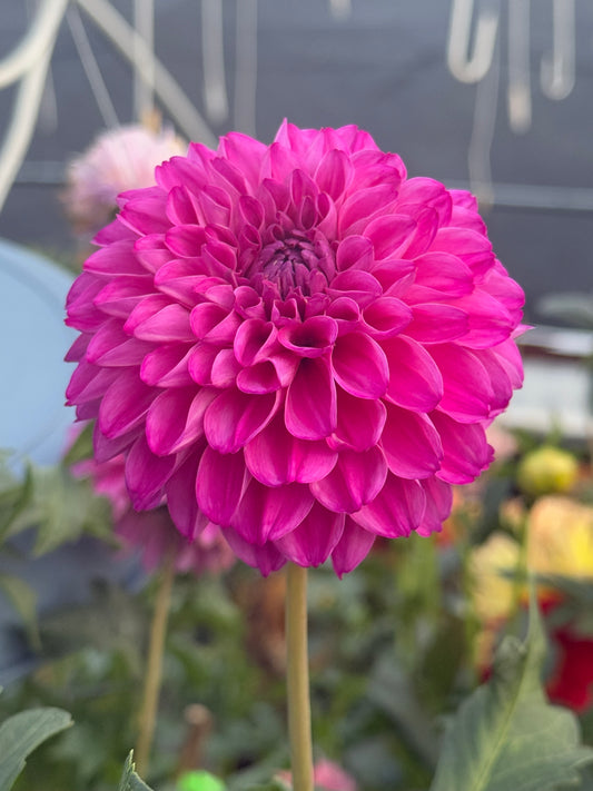 Bloomquist Intrepid Rooted Cuttings