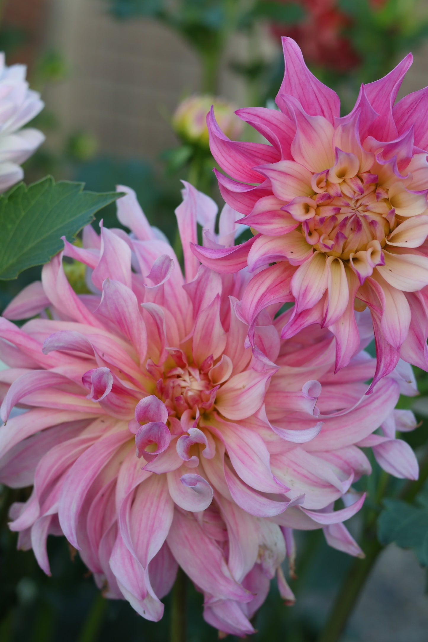 SF Madelouie  Rooted Cuttings