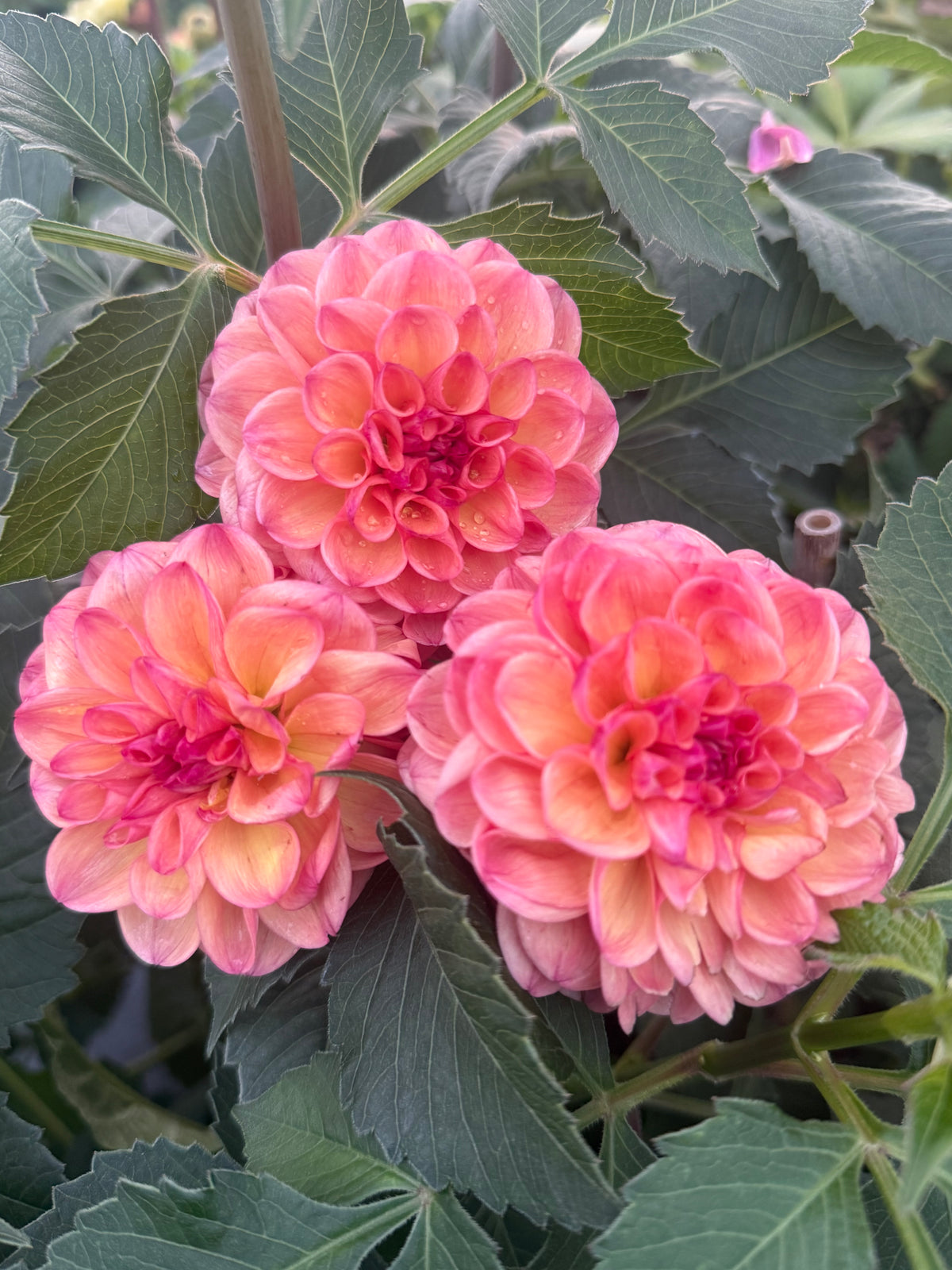 Parklea KB Australian Dahlia Rooted Cutting Tuber