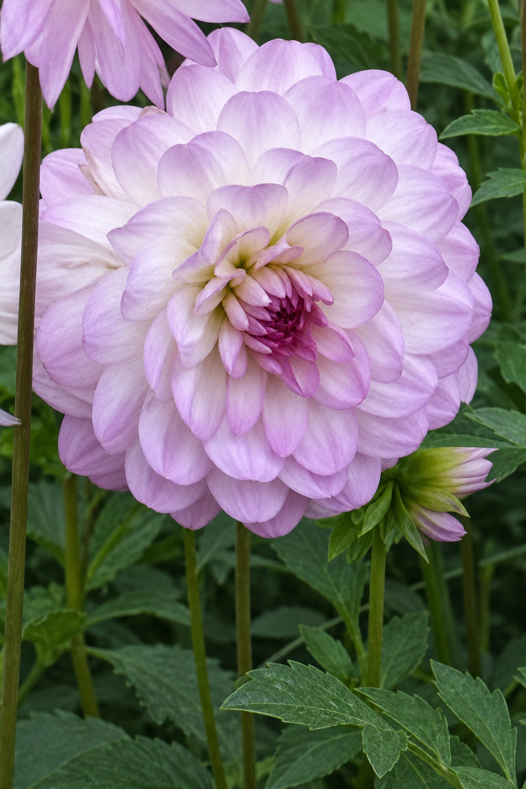 Dahlia Bea Paradise in all it's glory blooming with it's gorgeous purple/pink tinged white petals in a gorgeous waterlily form.