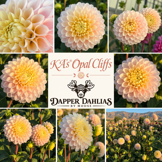 A beautiful collage of blooms from the dahlia variety KA’s Opal Cliffs.  Photos were all taken in the dahlia fields of Dapper Dahlias by Moose. 
