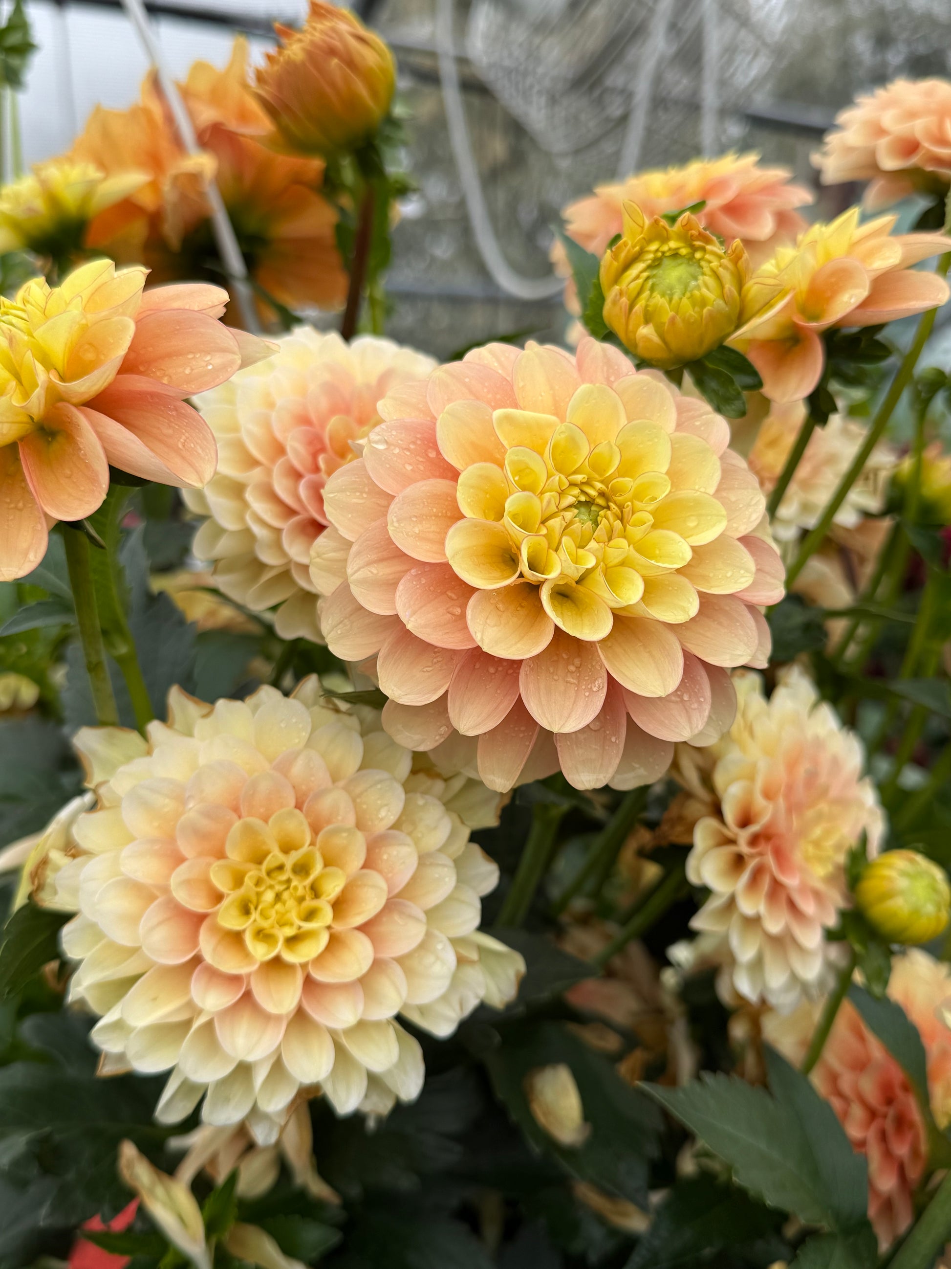 Burfoot Eva Dahlia