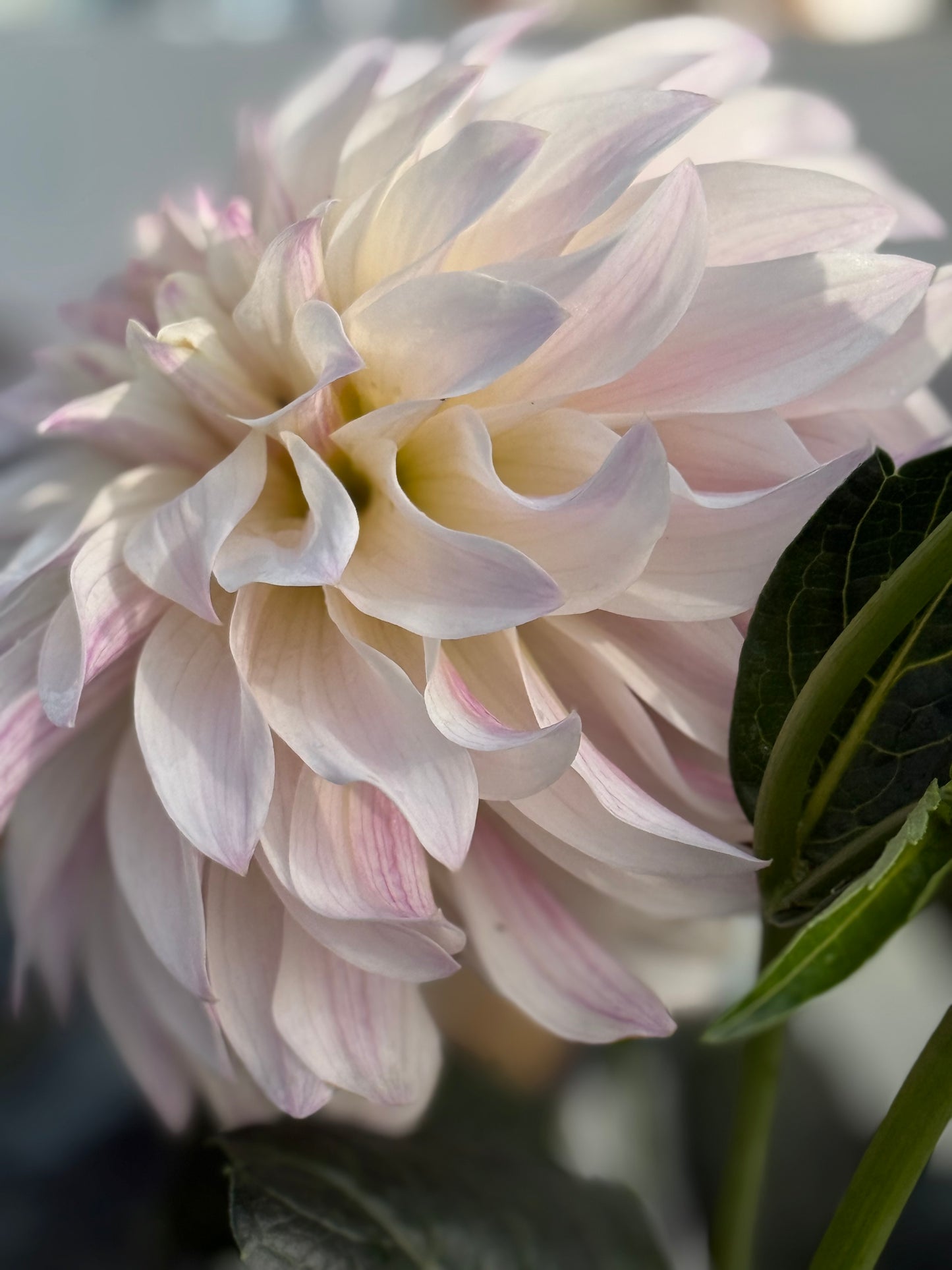 Bloomquist Compare Dahlia