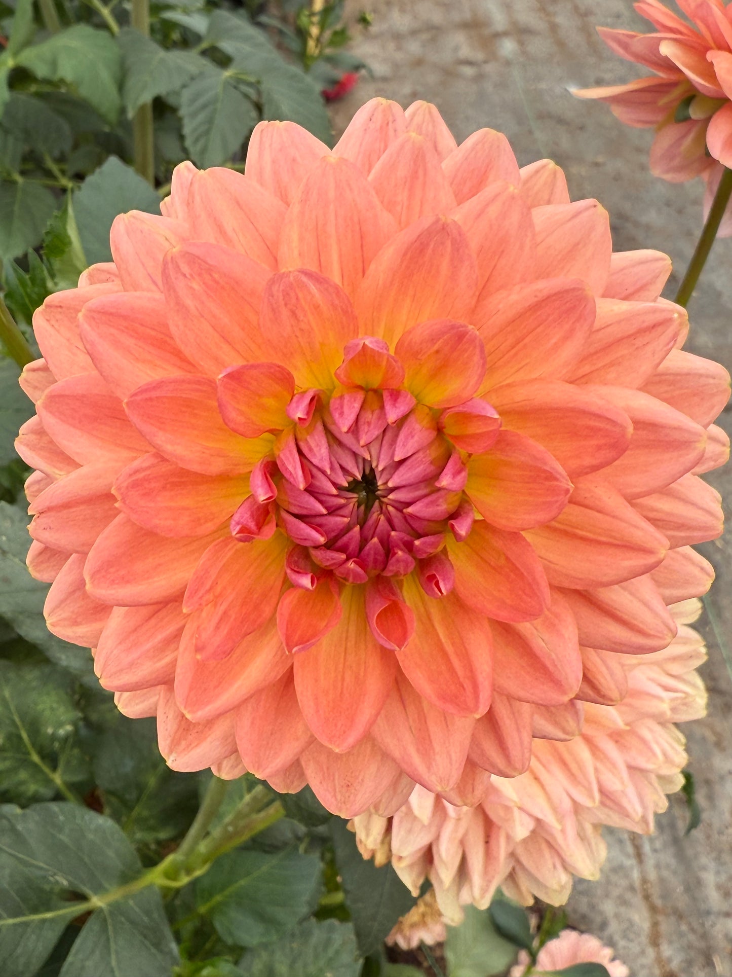 Fawn Rooted Cuttings