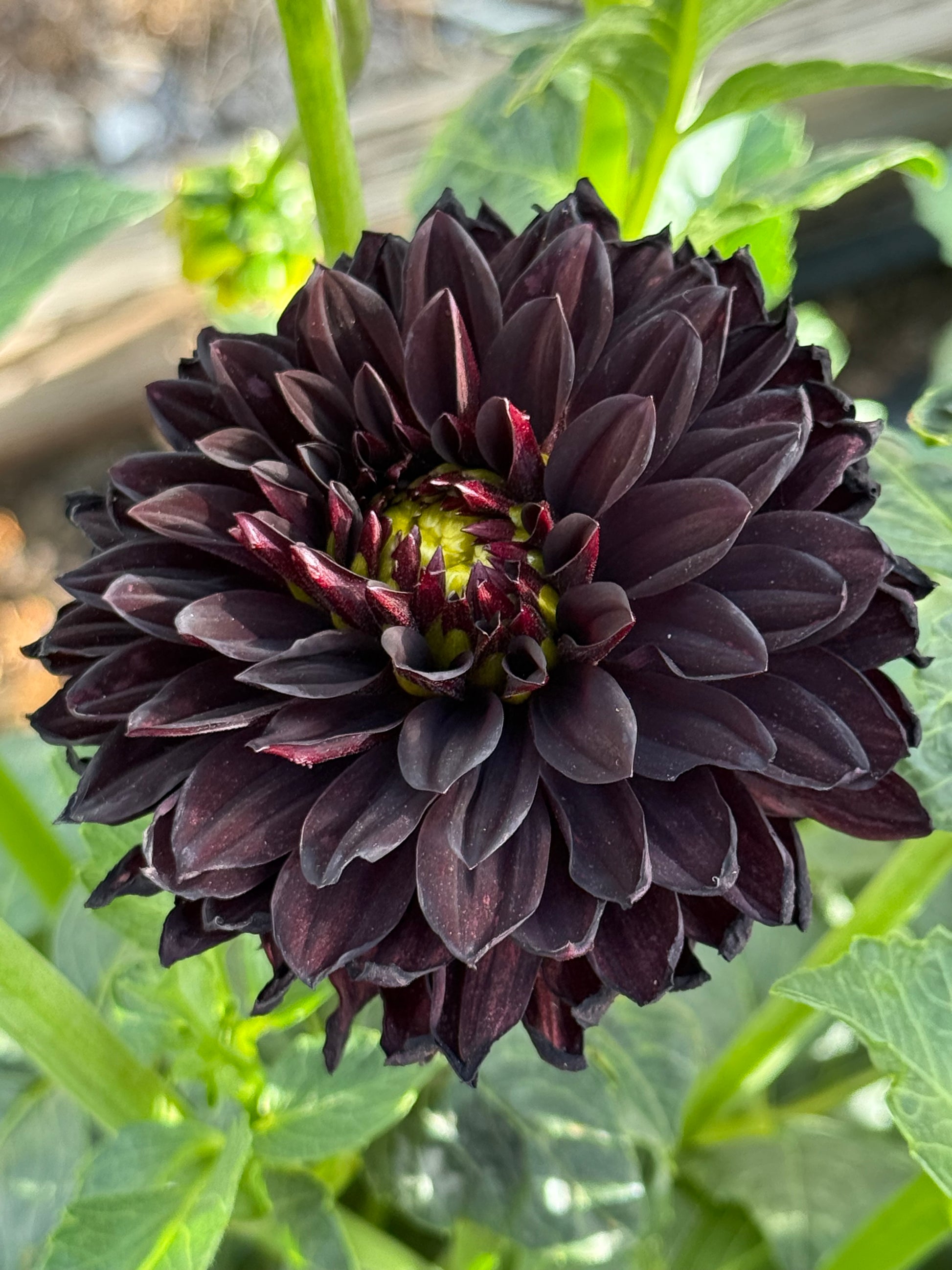 Czarny Charakter Dahlia