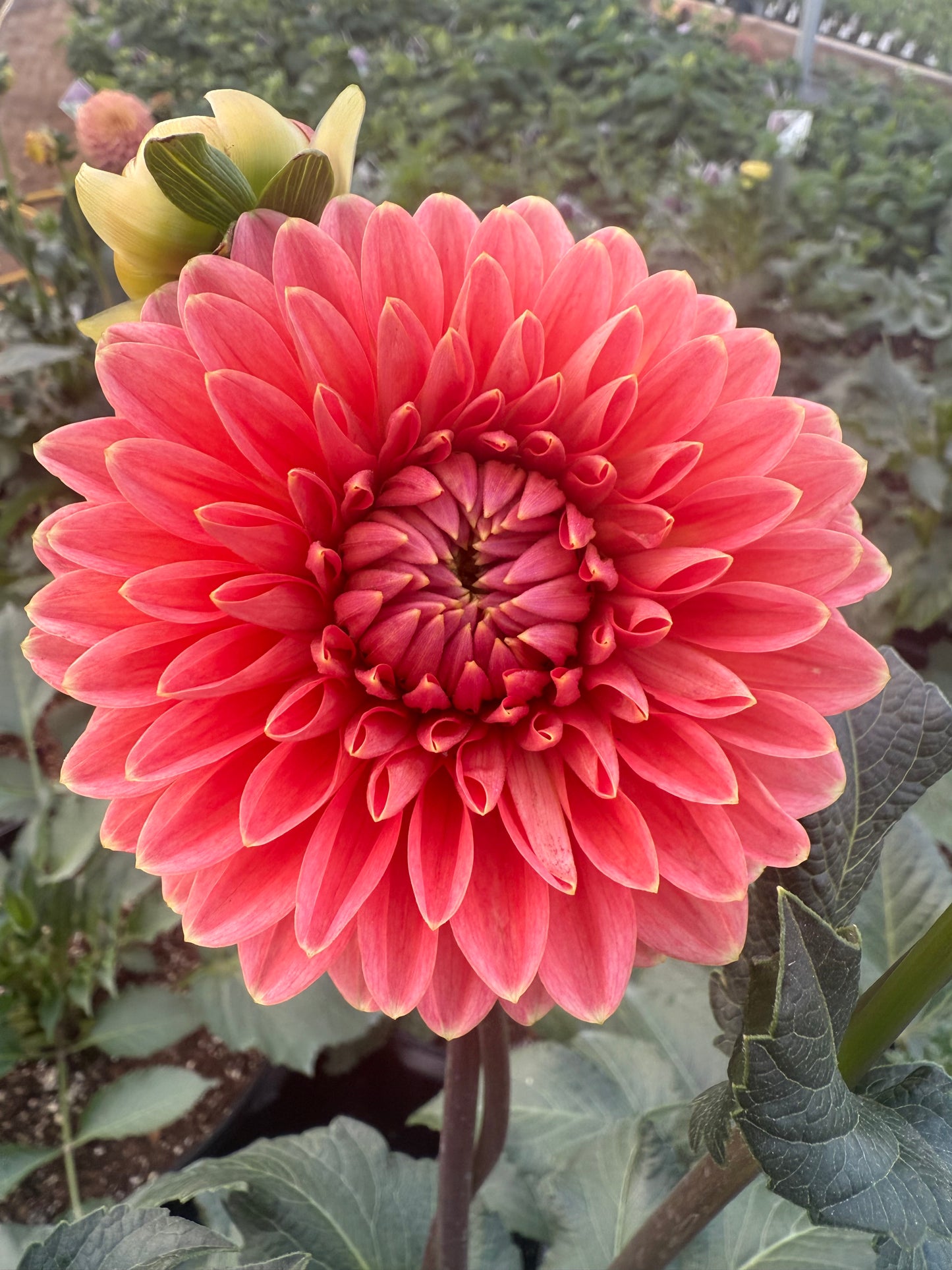 Lee's Persimmon Dahlia