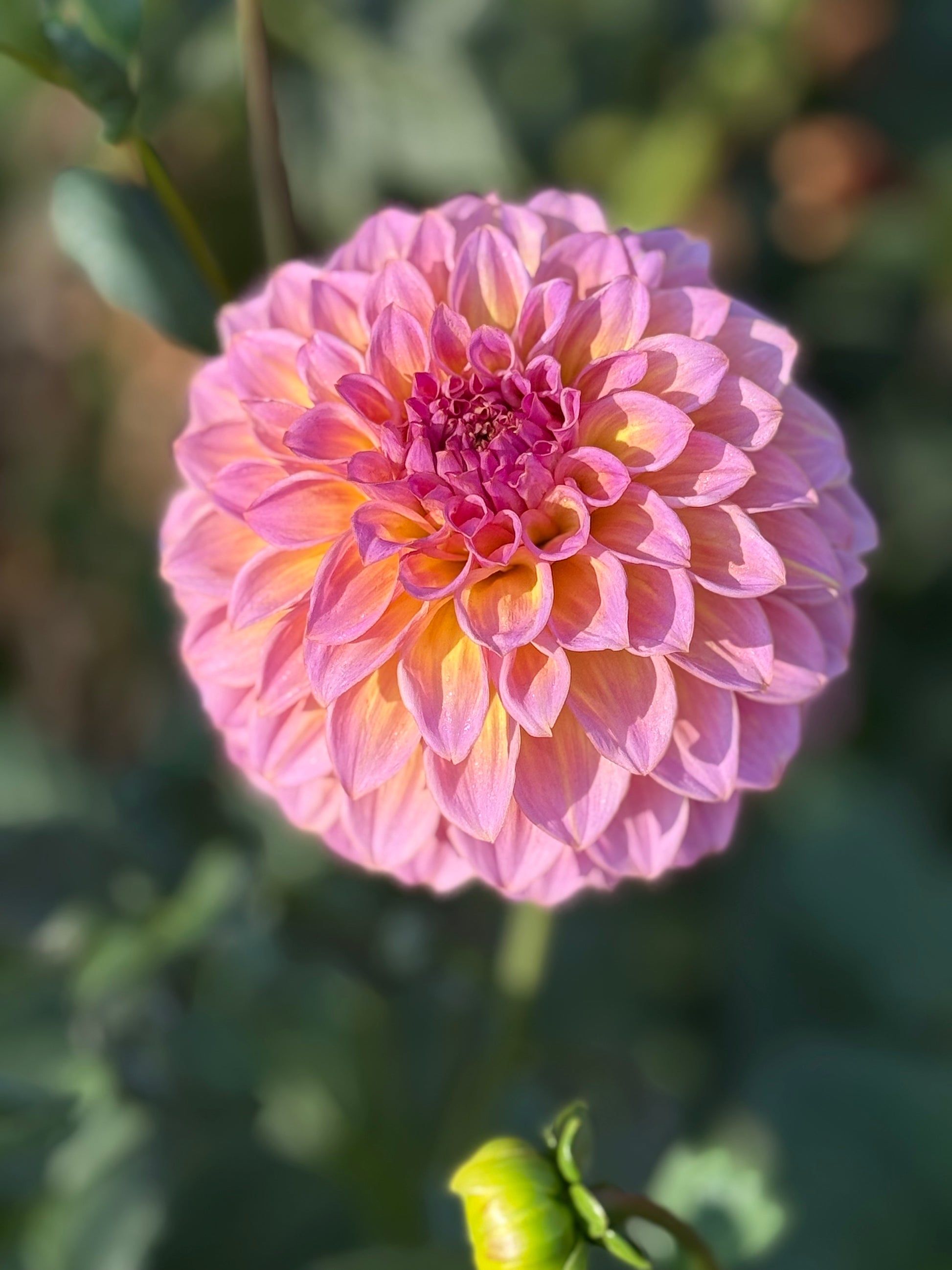 Bloomquist Dave Dahlia