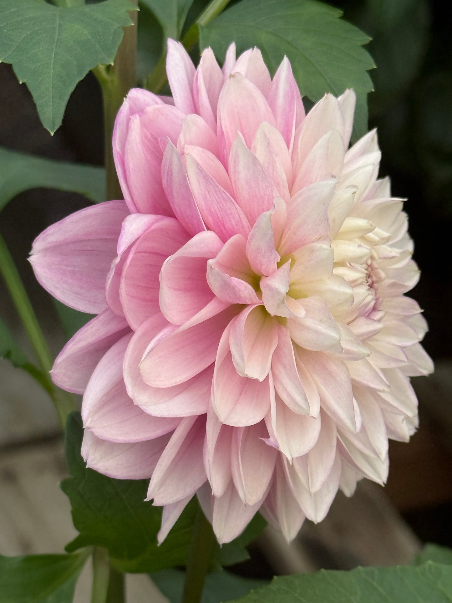 Lee's Provence Rooted Cuttings