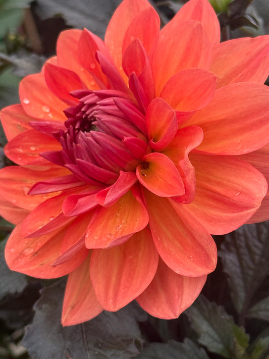 Domaine de Chaumont Sur Loire Rooted Cuttings Shipping Apr 1 - May 15