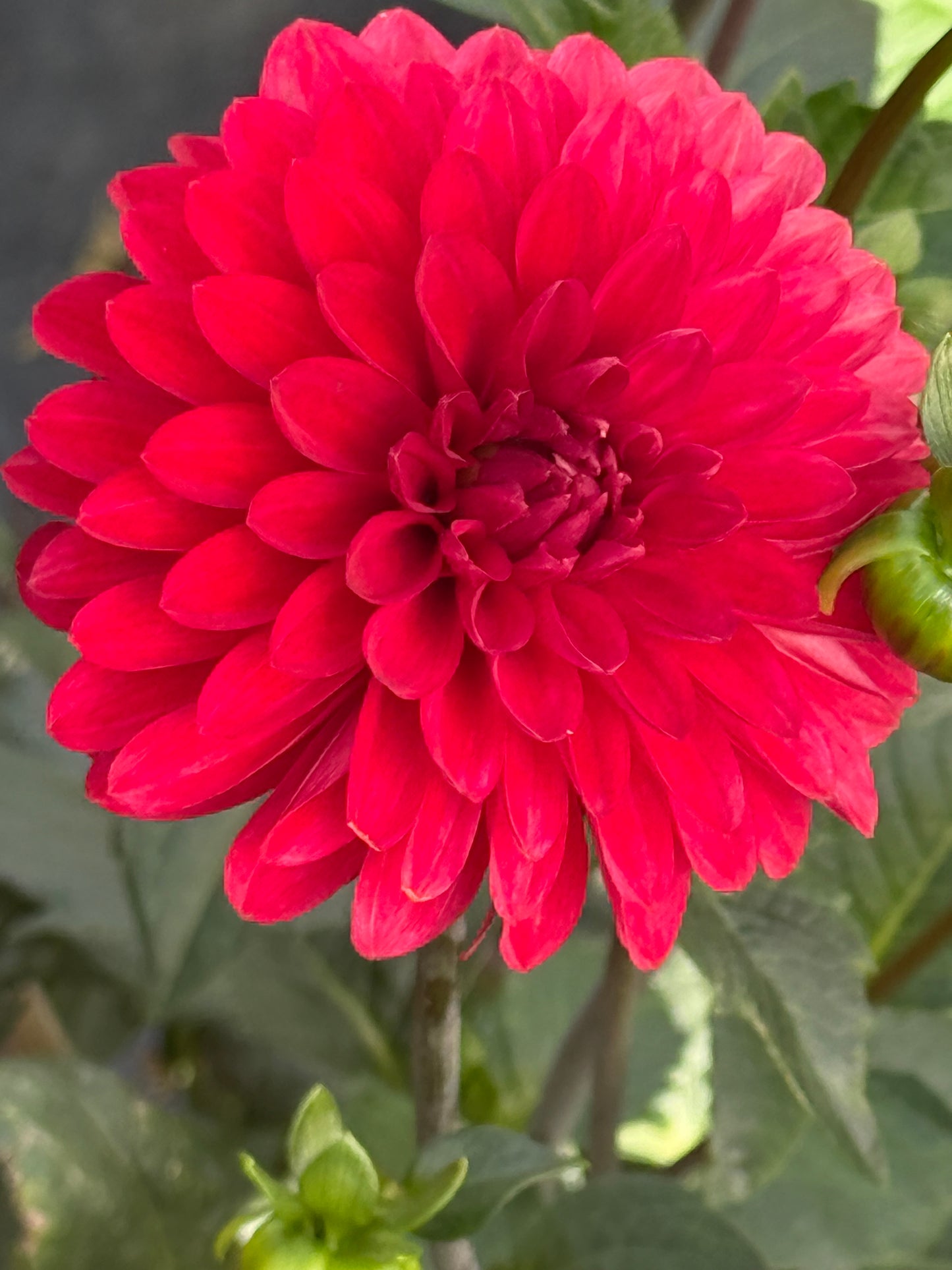 Kennedy Hill Laura G Rooted Cuttings