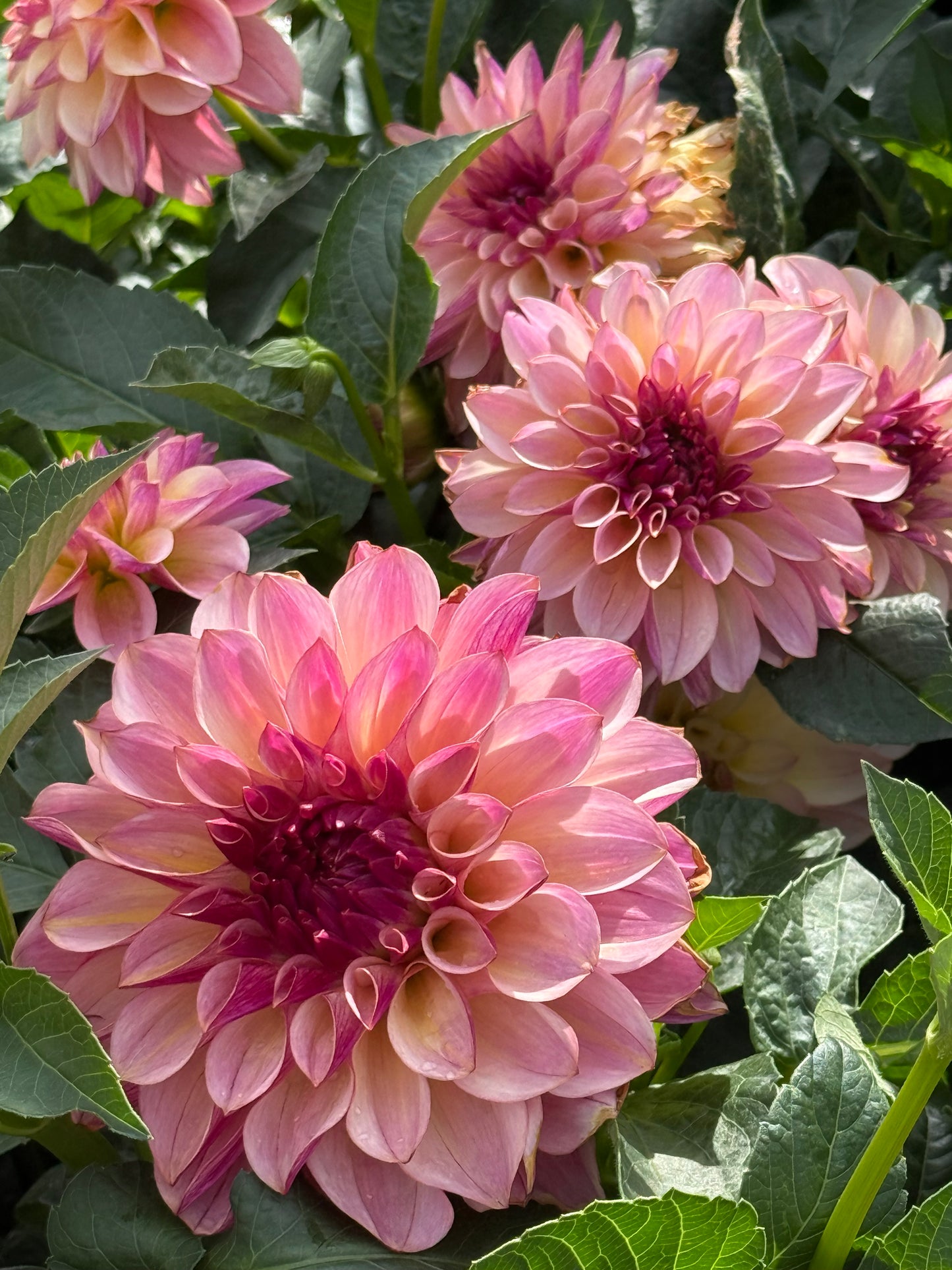 KA’s®️ Cafe Mauve Rooted Cuttings