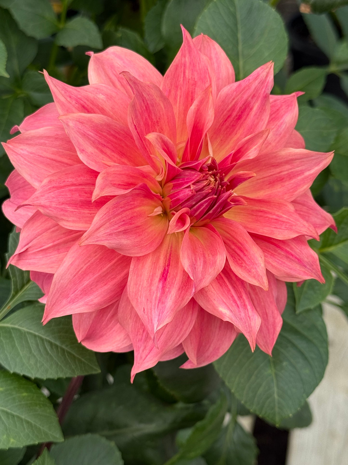 Carlos Watermelon Rooted Cuttings