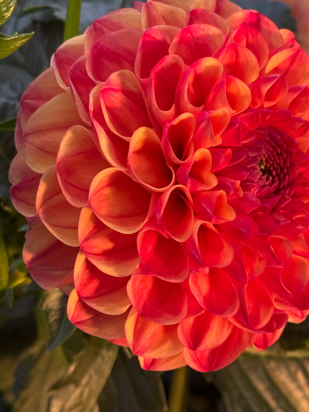 Parklea KB Australian Dahlia Rooted Cutting Tuber