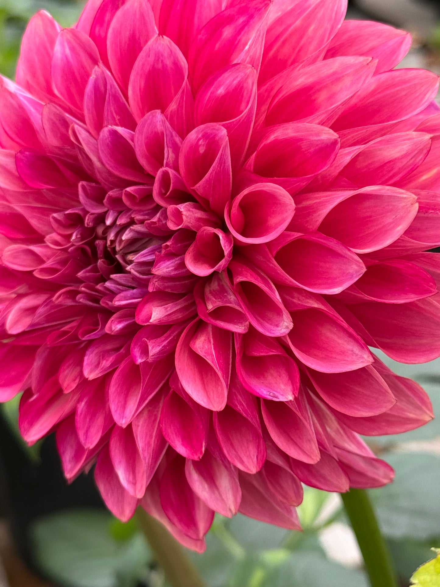 Florelie Candice Dahlia