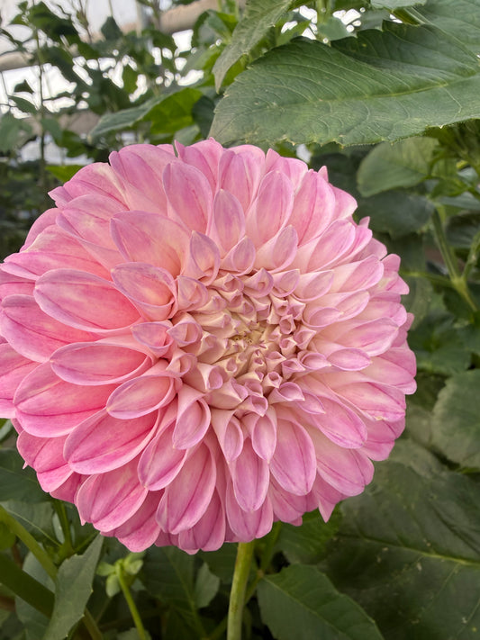 Mellum Nina dahlia facing forward, with layered pink petals, pale edges, and a softly curled blush center among green leaves.