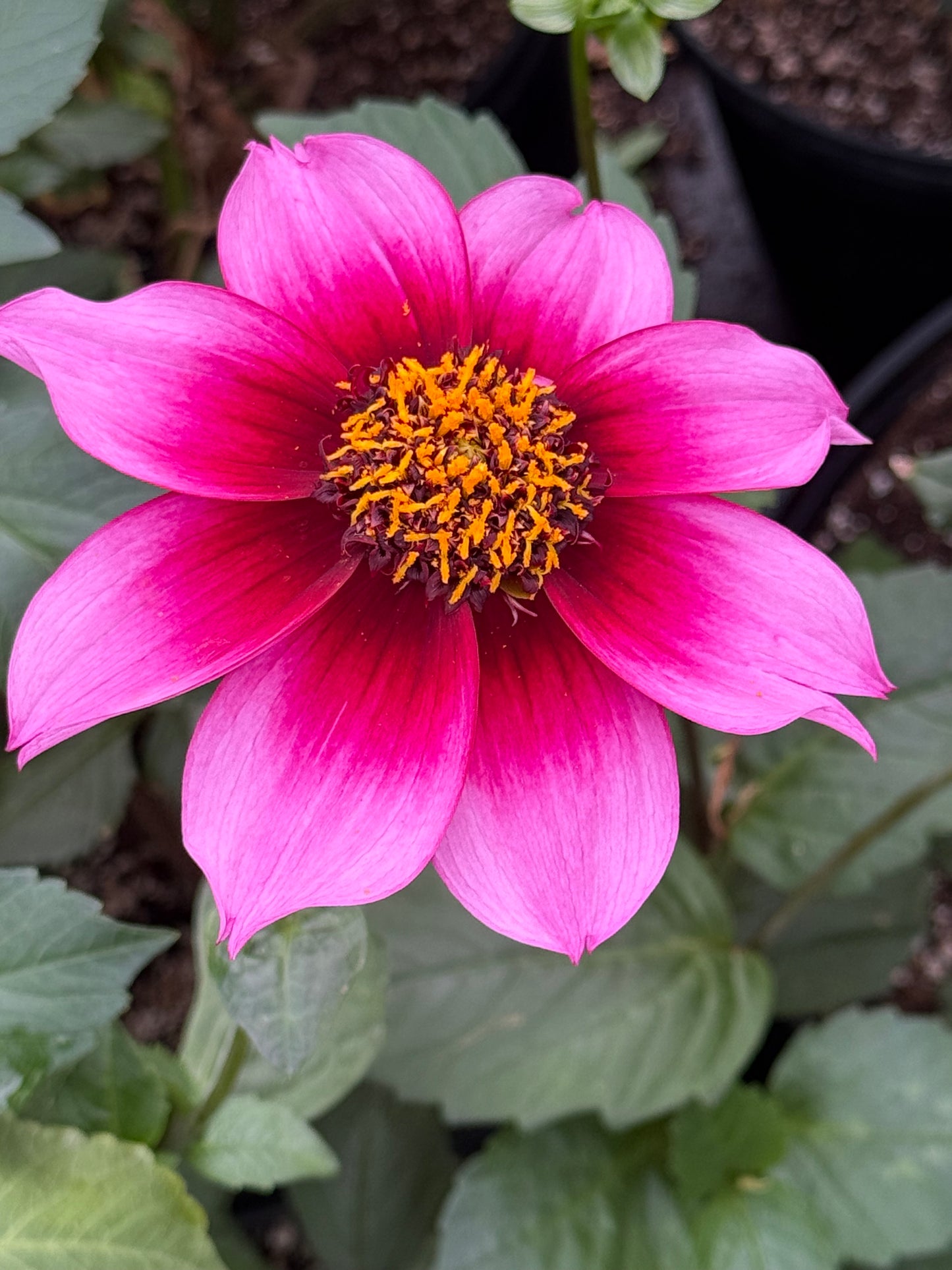 Bloomquist Accolade Rooted Cuttings