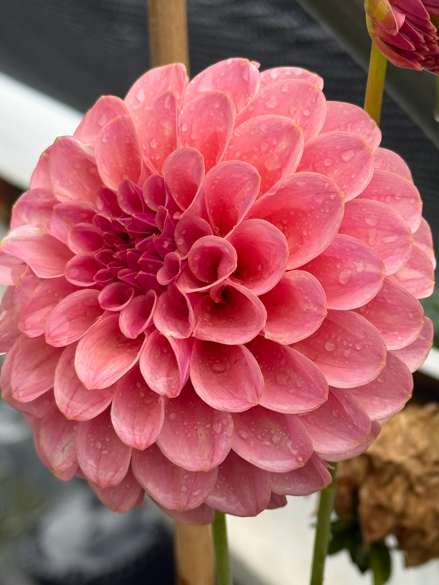 RM Mauvelous Dahlia