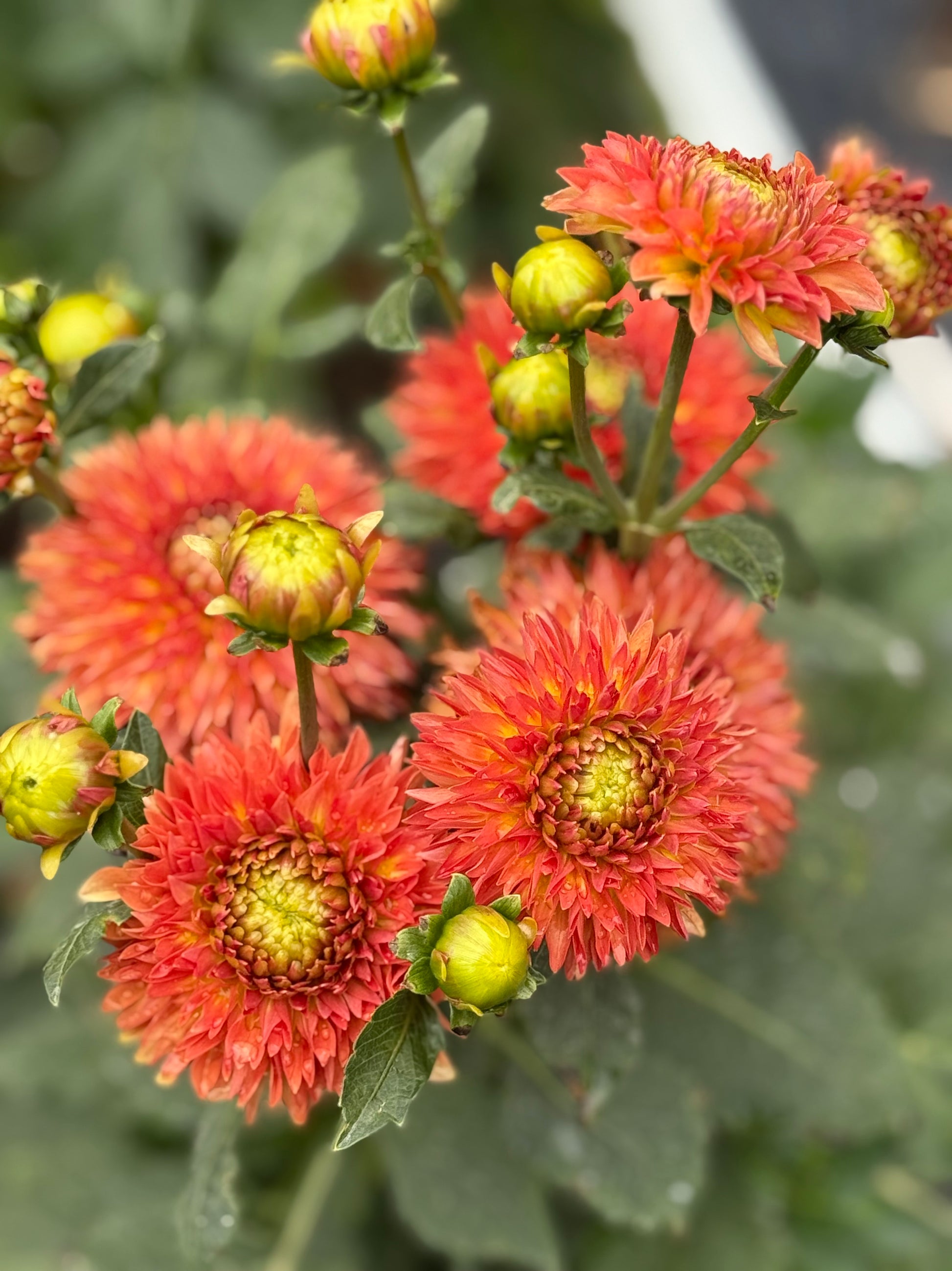 Verrone's 14-30 Dahlia