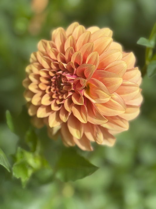 KA’s® Crème Brûlée Rooted Cuttings