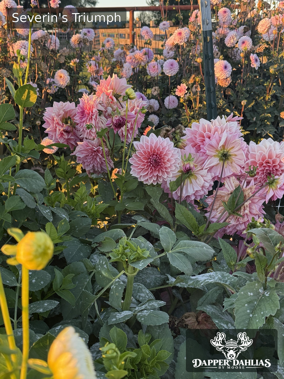 Severin's Triumph dahlia flowers growing among green foliage and other pink blooms in the garden field.
