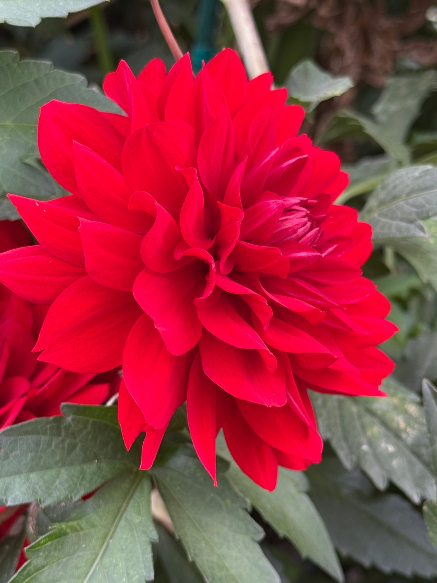 R Mona Rooted Cuttings