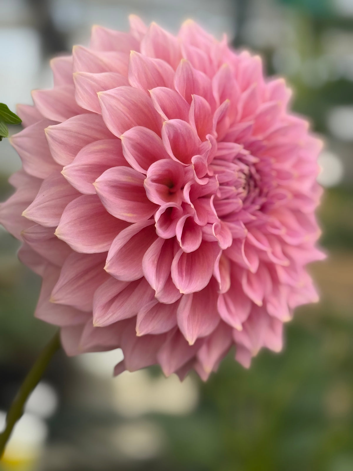 Side view of a Formby Monarch dahlia showing its rounded pink bloom, cupped petals, and green stem.