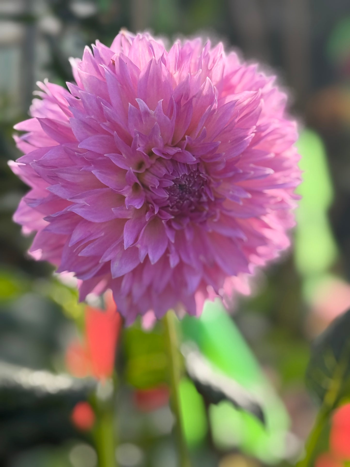 Lee’s Dragonfruit Fizz Dahlia