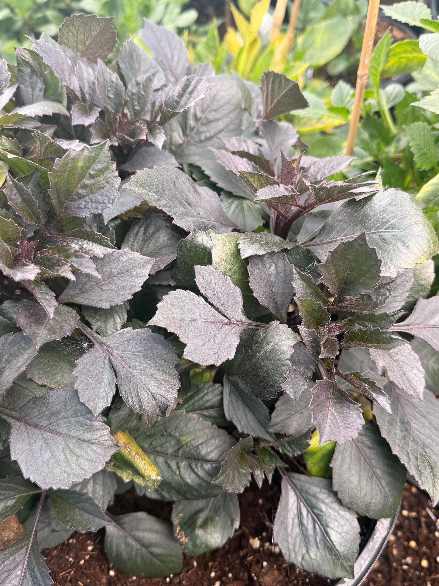 Domaine de Chaumont Sur Loire Rooted Cuttings Shipping Apr 1 - May 15