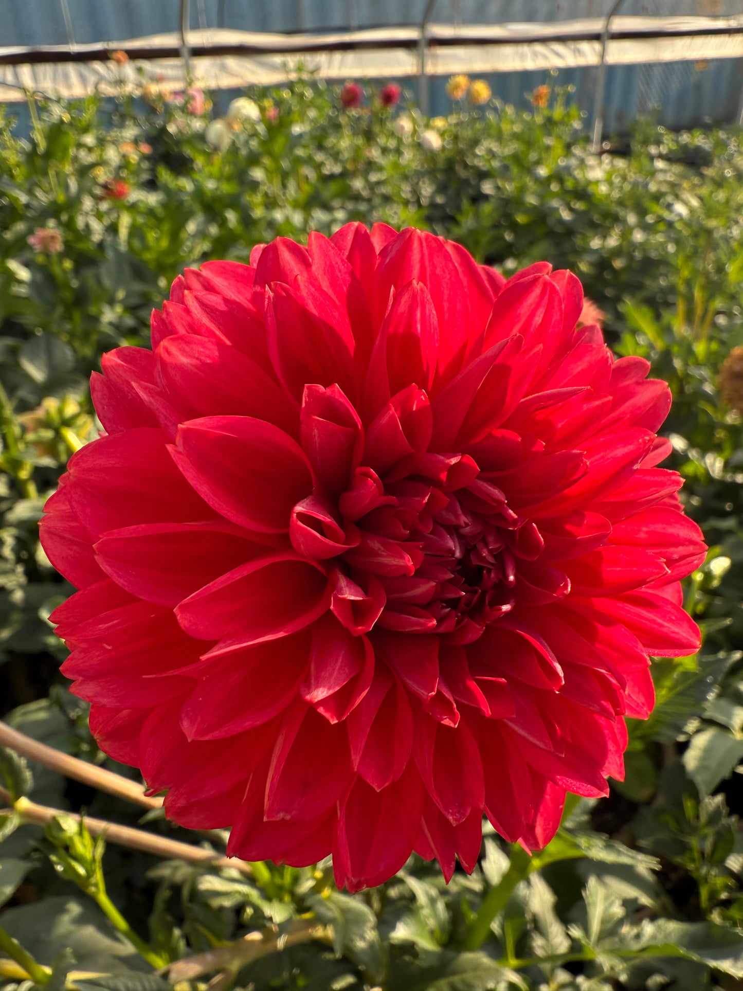 Lee's Elmo Dahlia