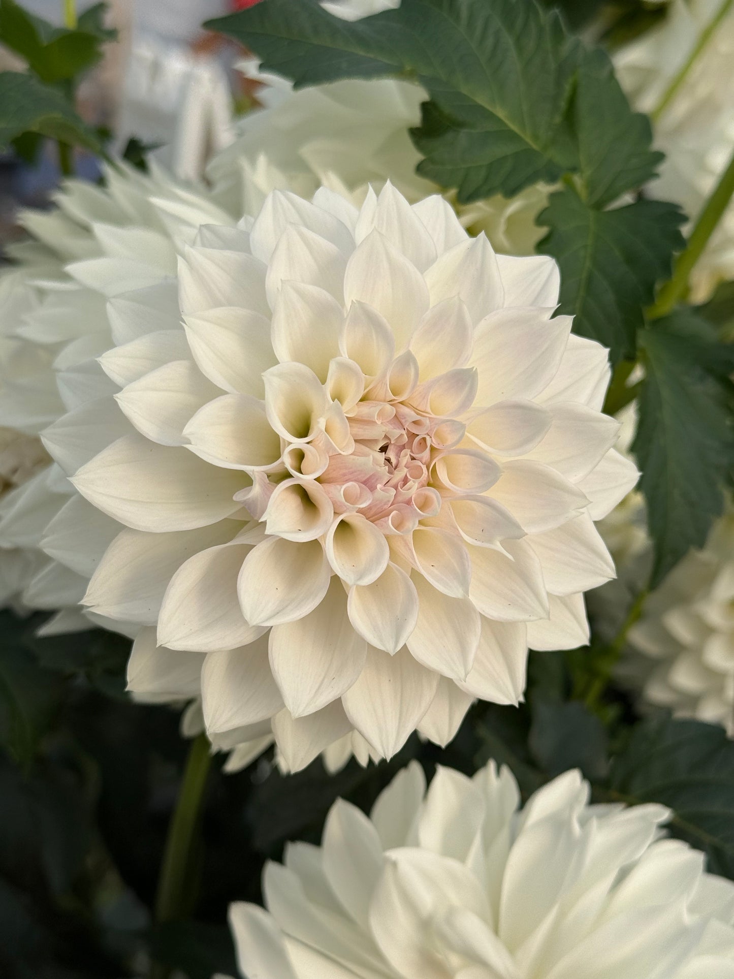 KA’s® Bella Luna Rooted Cutting