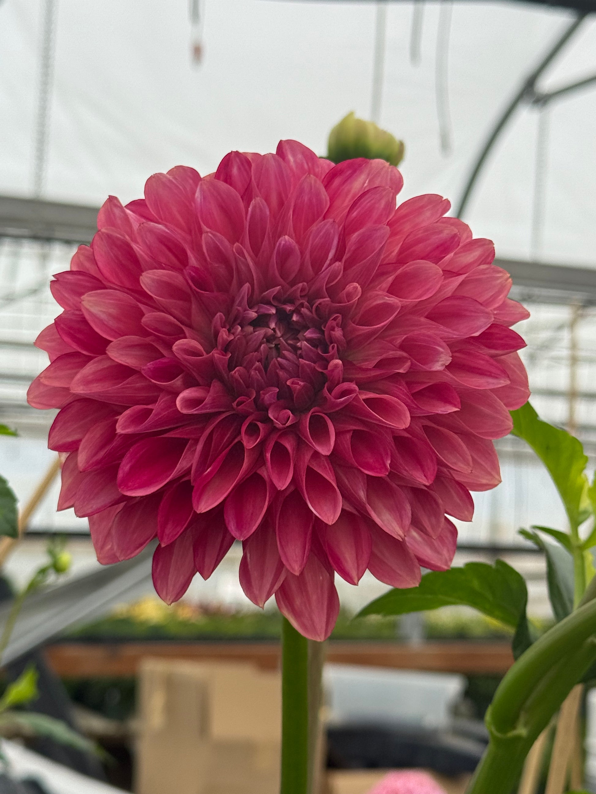 Florelie Candice Dahlia