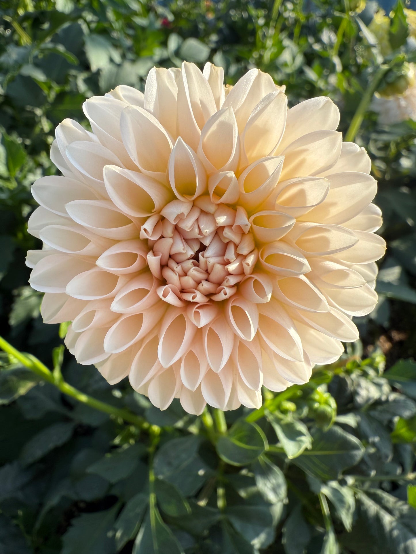 Lee's Kewpie Dahlia