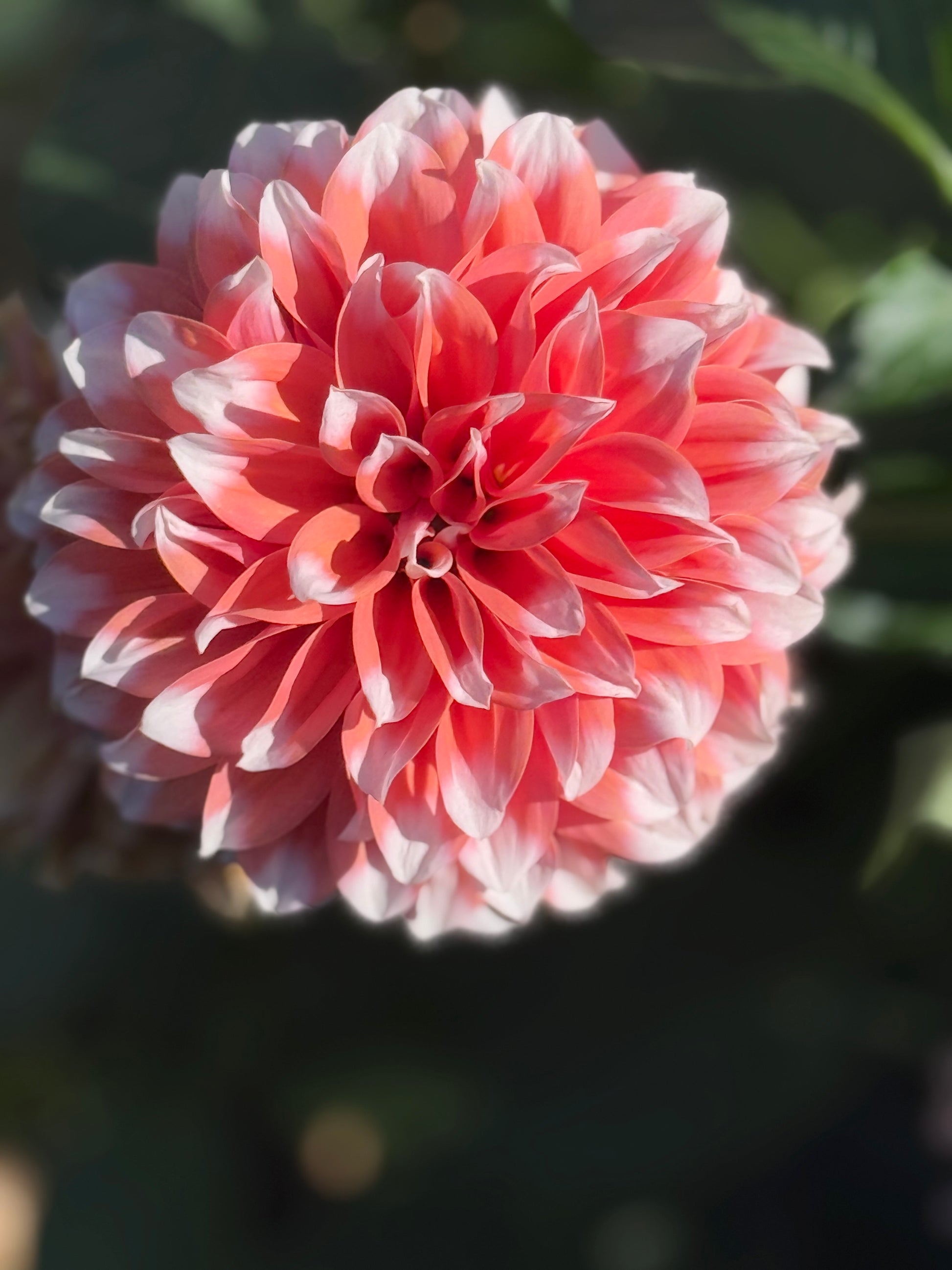 RM Sweet Sebastian Dahlia