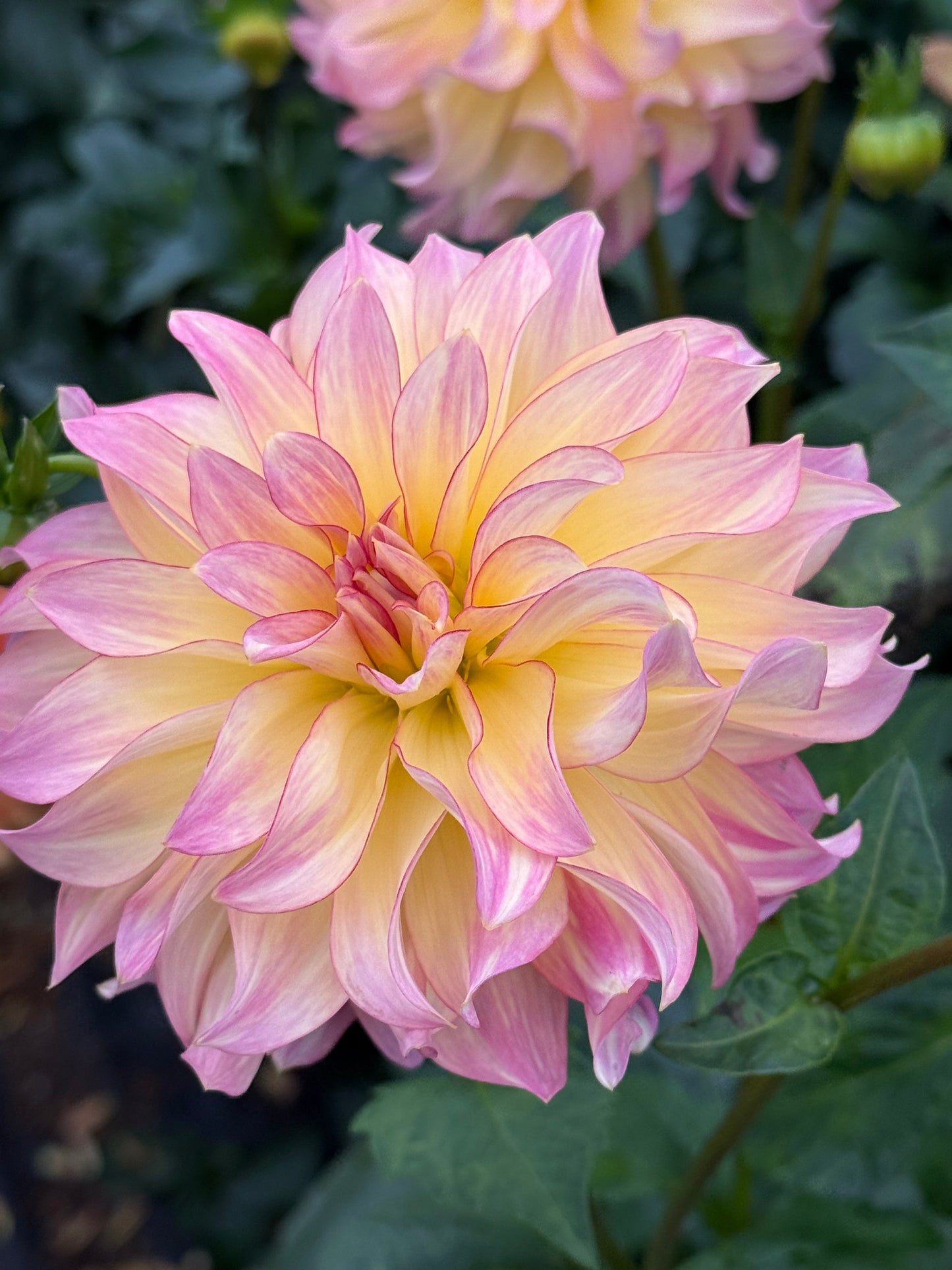 AC Twisp Rooted Cuttings