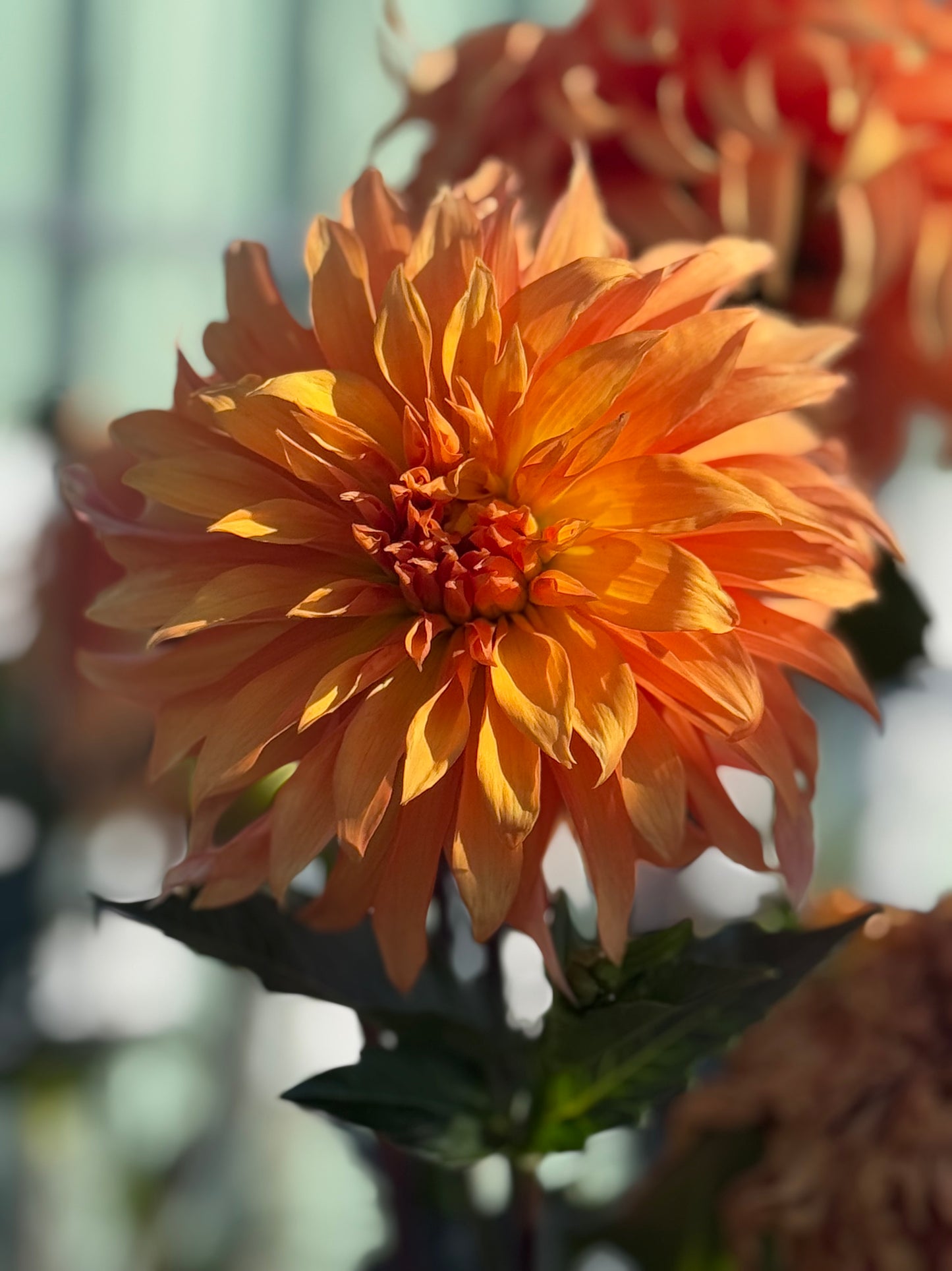 Bloomquist Snickerdoodle Rooted Cuttings
