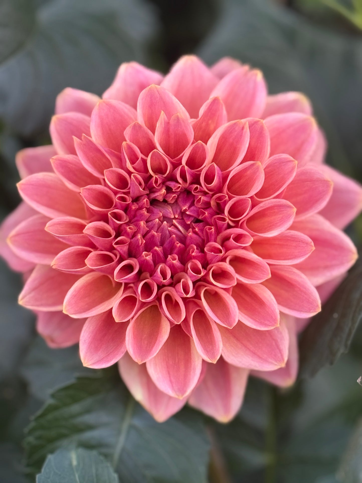 Bloomquist Azalea Dahlia