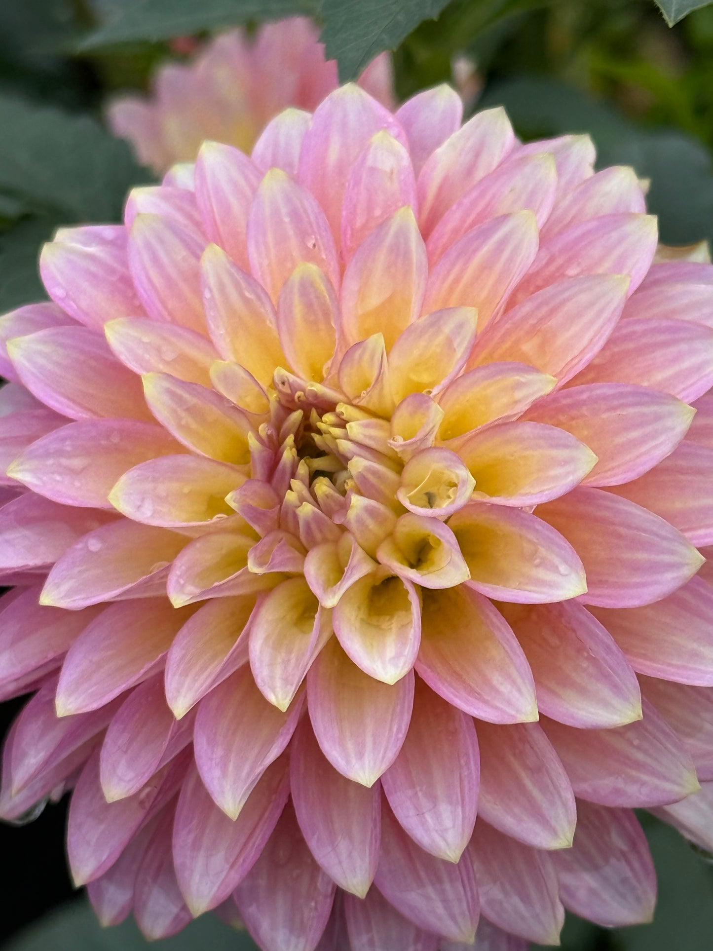 Bloomquist Essence Dahlia