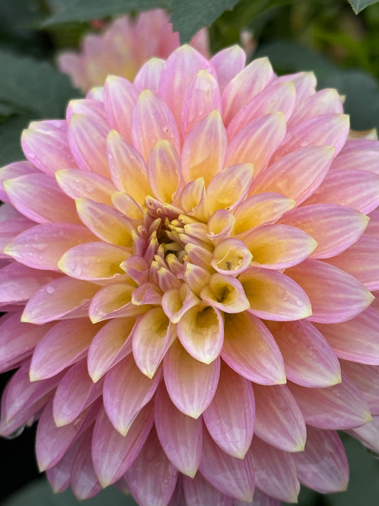 Bloomquist Essence Dahlia