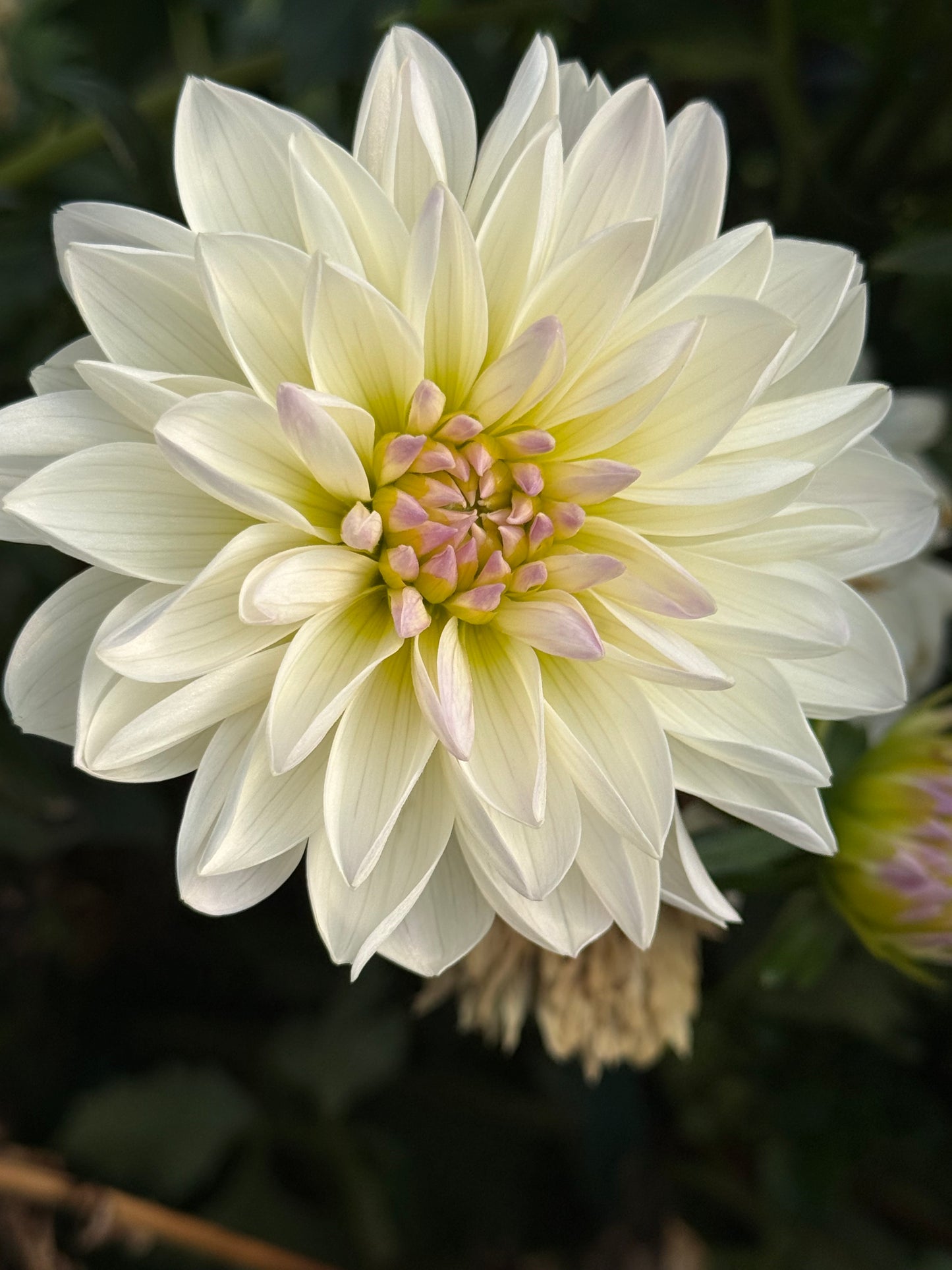 Hollyhill Lilibet  Rooted Cuttings