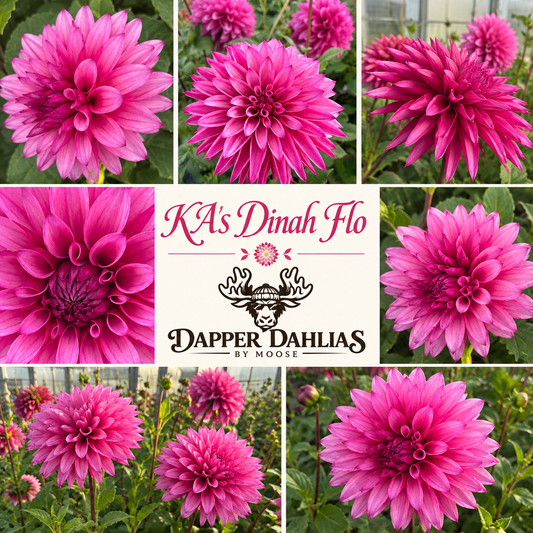 Photo collage of KA's Dinah Flo dahlias with vivid pink pointed petals and darker centers, surrounding a Dapper Dahlias by Moose label.