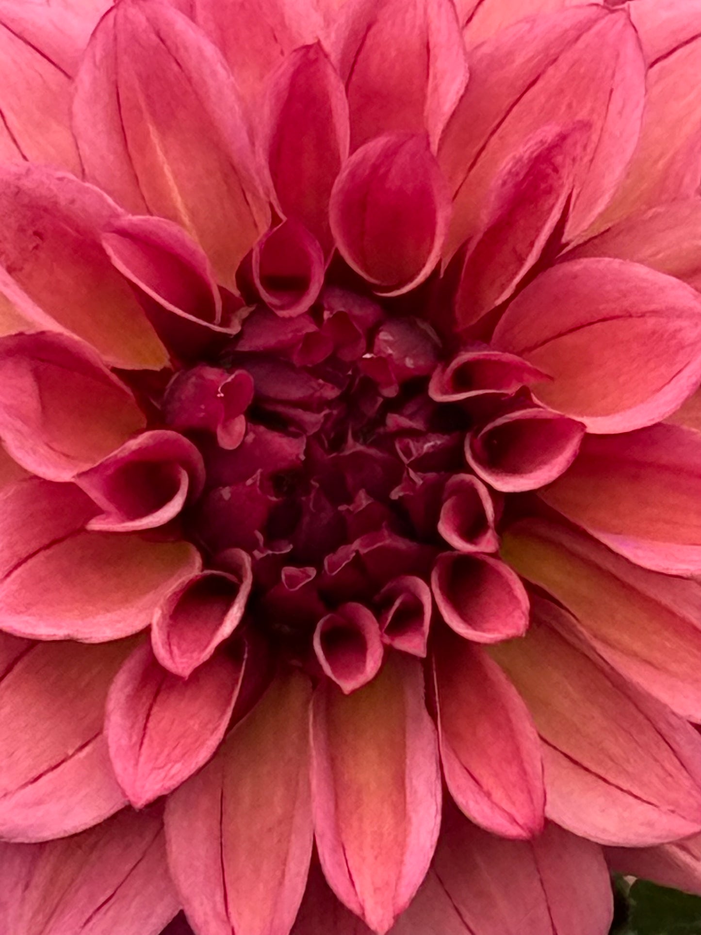 Kennedy Hill Meemer Mae