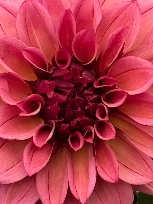 Kennedy Hill Meemer Mae