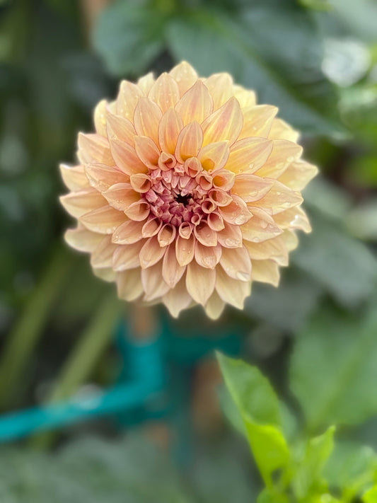 KA’s® Crème Brûlée Rooted Cuttings Shipping Apr 1 - May 15