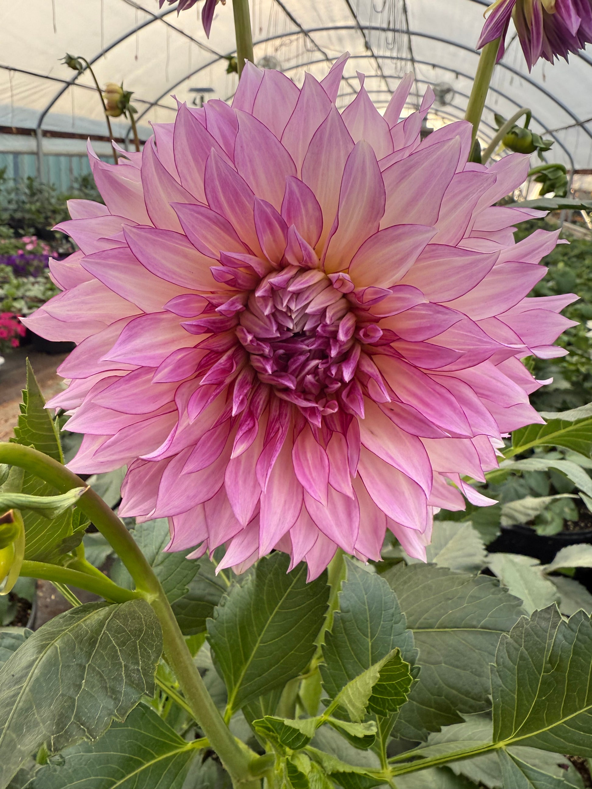 Veca Lucia Dahlias