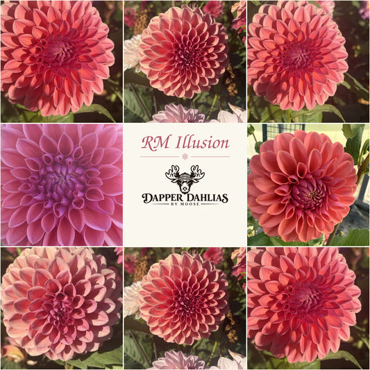 Photo collage of RM Illusion dahlias showing coral, rose, and mauve-pink blooms around a Dapper Dahlias by Moose label.