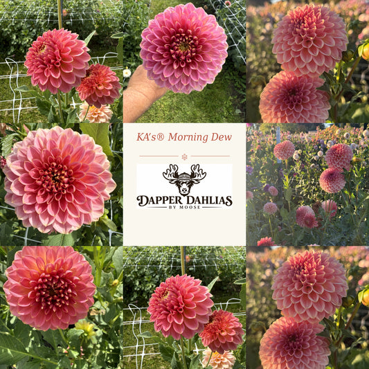 Photo collage of KA's Morning Dew dahlias showing peach-pink blooms with curled petals in field views and close-ups.